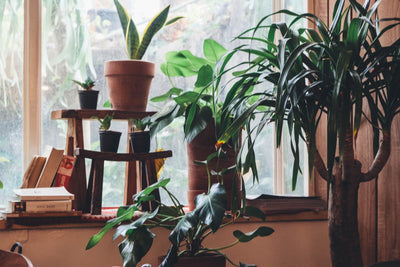 Your Green Thumb Revival: How to Pick The Best Houseplants