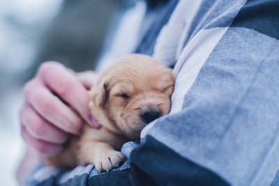 Have You Heard of The Miracle Method to Puppy Poo Training?