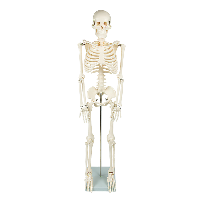 Anatomical 85cm Tall Human Skeleton with Stand Model - Medical Anatomy