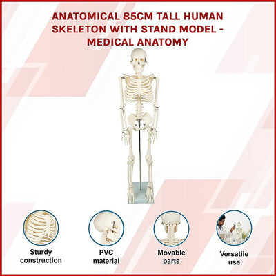 Anatomical 85cm Tall Human Skeleton with Stand Model - Medical Anatomy