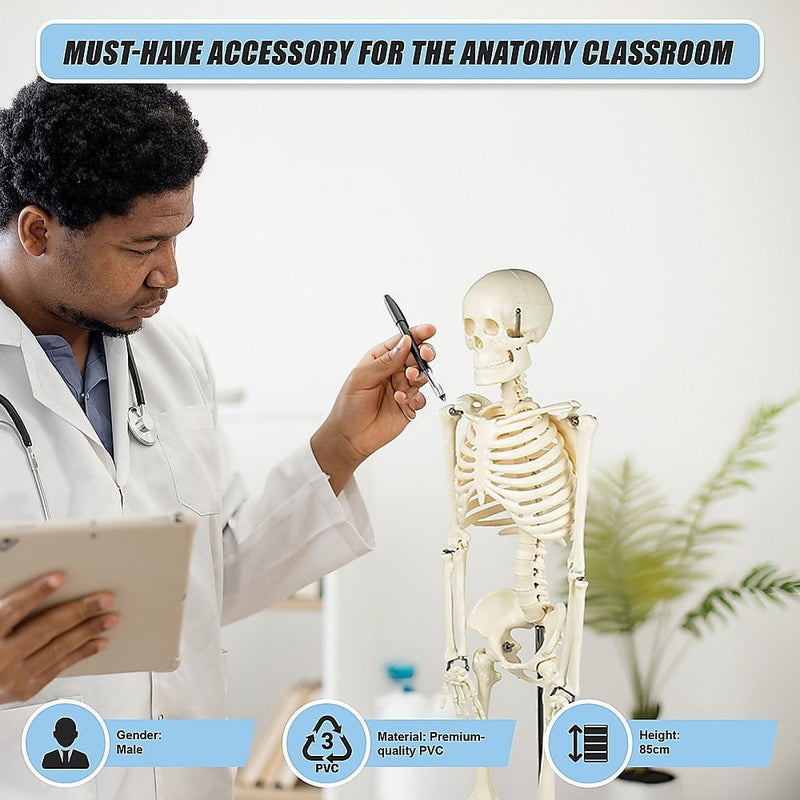 Anatomical 85cm Tall Human Skeleton with Stand Model - Medical Anatomy