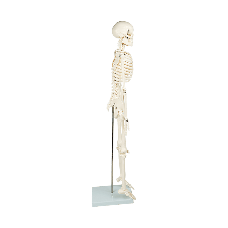 Anatomical 85cm Tall Human Skeleton with Stand Model - Medical Anatomy