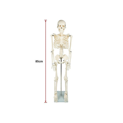 Anatomical 85cm Tall Human Skeleton with Stand Model - Medical Anatomy