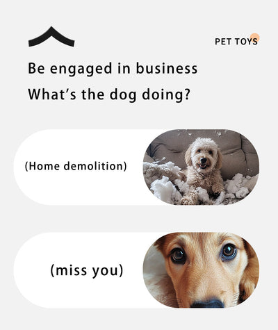 Orange 2- pcs Interactive Dog Toy - Self-Moving Ball with Rope, Boredom Buster