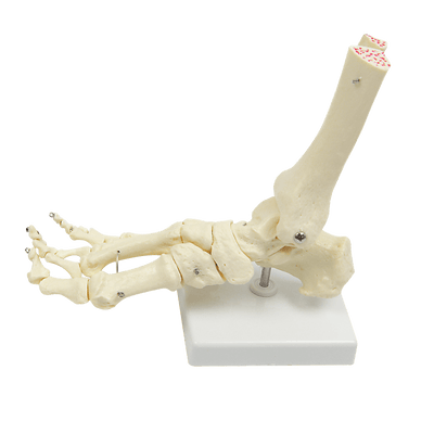 Life Size Foot Joint Anatomical Model Skeleton Payday Deals