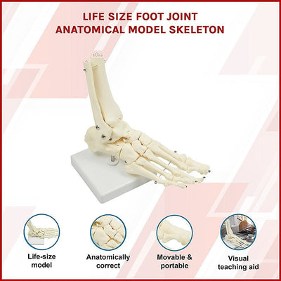 Life Size Foot Joint Anatomical Model Skeleton Payday Deals