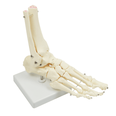 Life Size Foot Joint Anatomical Model Skeleton Payday Deals