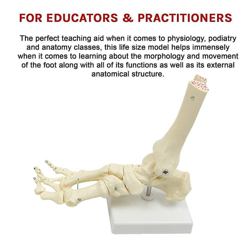 Life Size Foot Joint Anatomical Model Skeleton Payday Deals