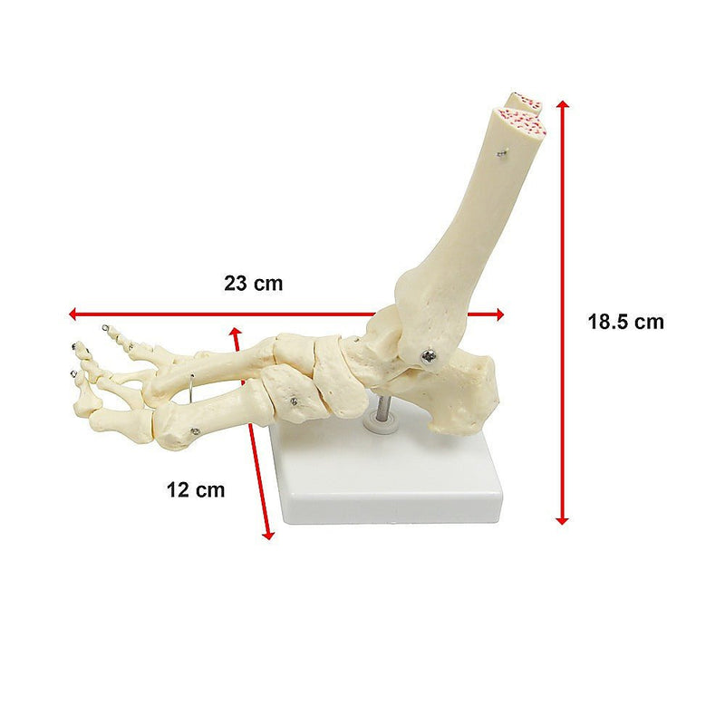 Life Size Foot Joint Anatomical Model Skeleton Payday Deals