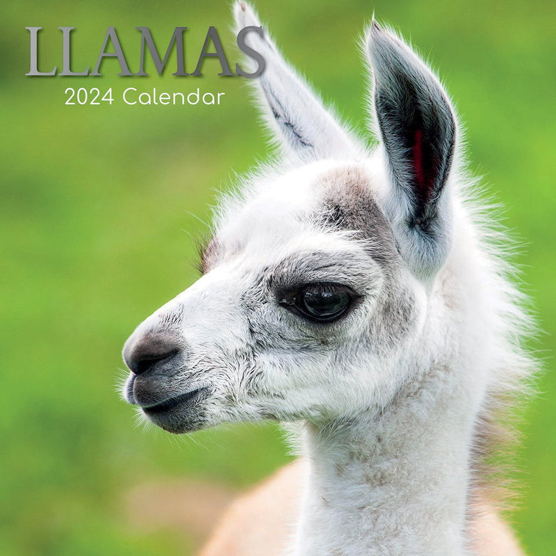 Llamas - 2024 Square Wall Calendar Pets Animals 16 Months New Year Planner Gift