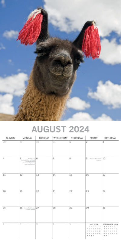 Llamas - 2024 Square Wall Calendar Pets Animals 16 Months New Year Planner Gift