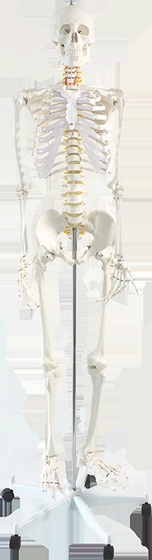 Human Skeleton Anatomical Model 180cm - Payday Deals