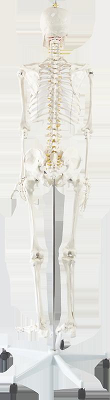 Human Skeleton Anatomical Model 180cm - Payday Deals