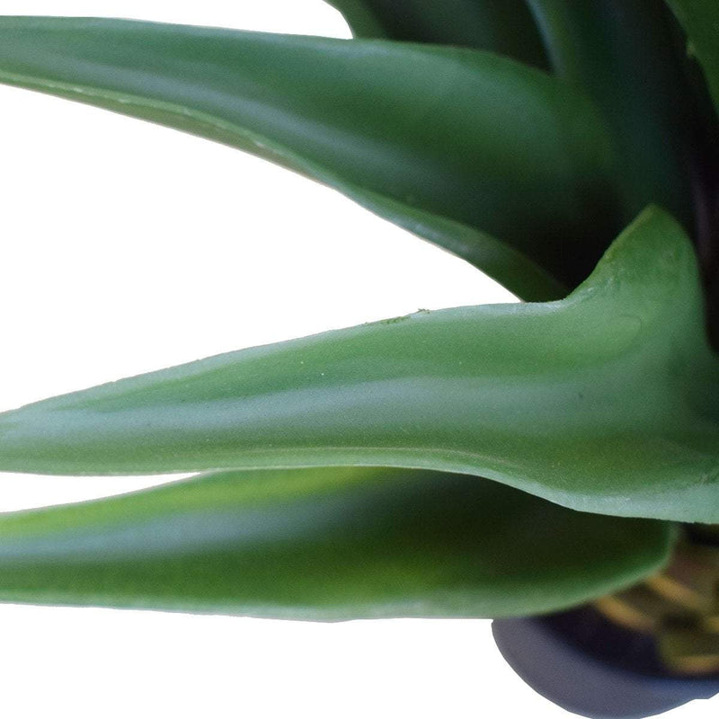 Agave 60cm Plant Payday Deals