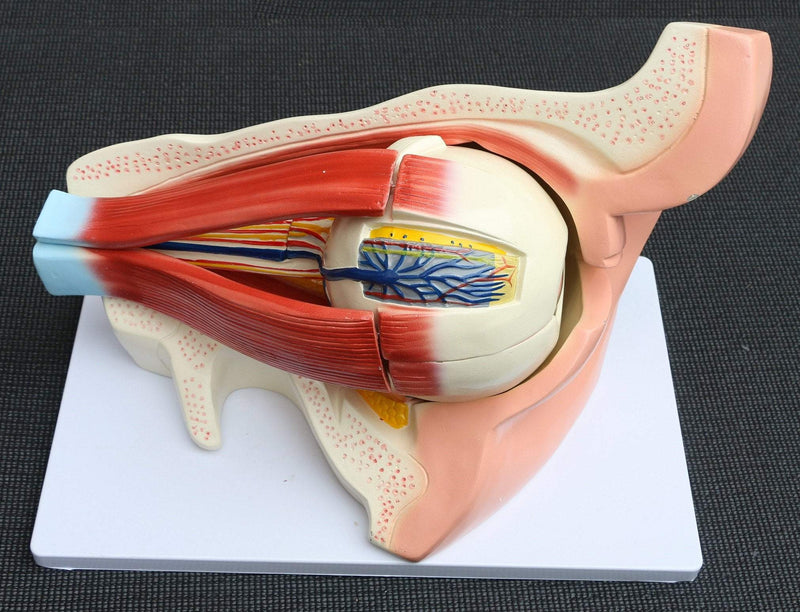 Anatomical Human Eye with Orbit Model
