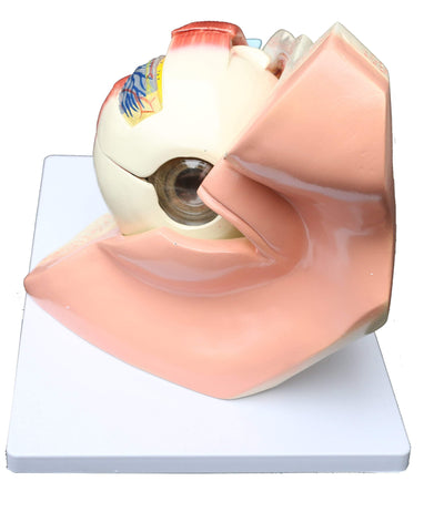 Anatomical Human Eye with Orbit Model