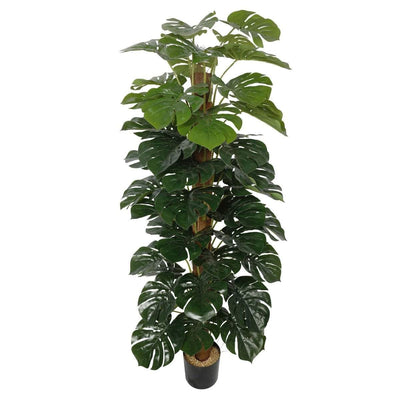 Artificial Money Plant (Monstera) with decorative pot 180cm Payday Deals