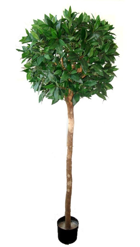 Bayleaf Ficus Single Ball Topiary 1.5m