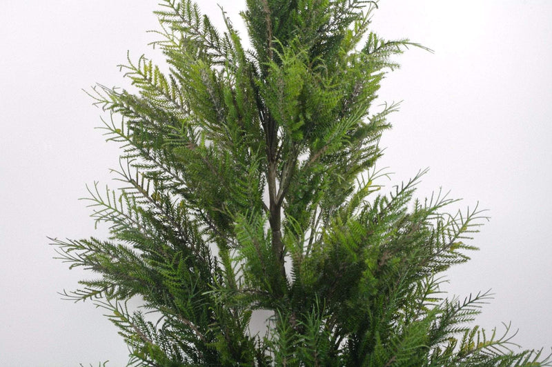 Cypress Pine 4ft - Highly Realistic