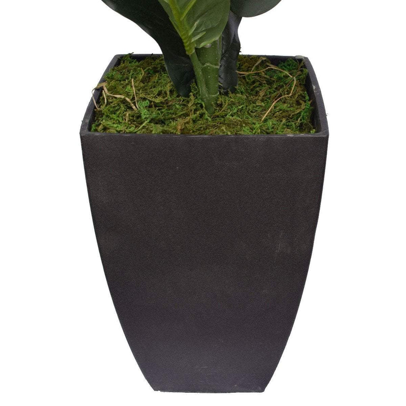 Dense Fiddle Leaf Fig Tree 70cm Payday Deals