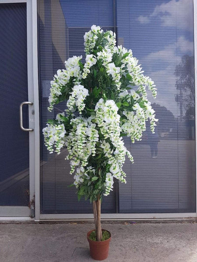 Draping White Flowering Wisteria 185cm