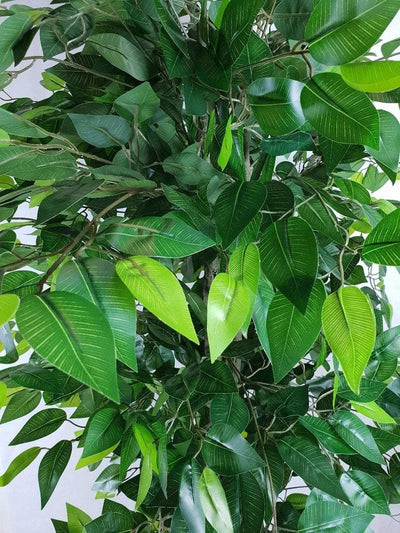 Mixed Green Bushy Ficus 180cm