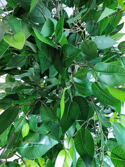 Mixed Green Bushy Ficus 180cm