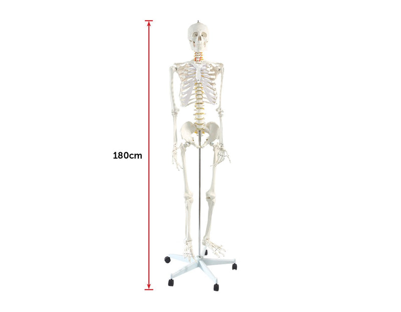 Human Skeleton Anatomical Model 180cm Payday Deals