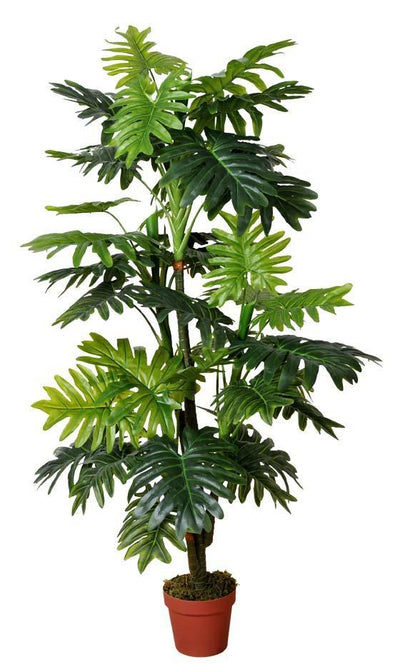 Split Leaf Multi Trunk Philodendron (King Philodendron) 150cm