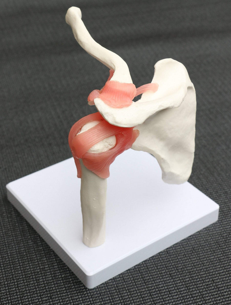Life Size Shoulder Joint Anatomical Model Skeleton