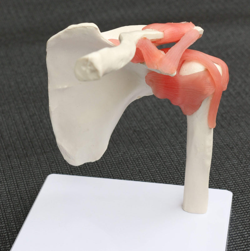 Life Size Shoulder Joint Anatomical Model Skeleton