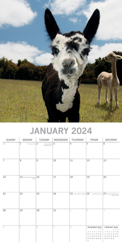 Llamas - 2024 Square Wall Calendar Pets Animals 16 Months New Year Planner Gift Payday Deals