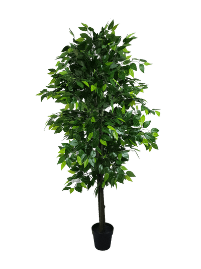 Mixed Green Bushy Ficus 180cm Payday Deals