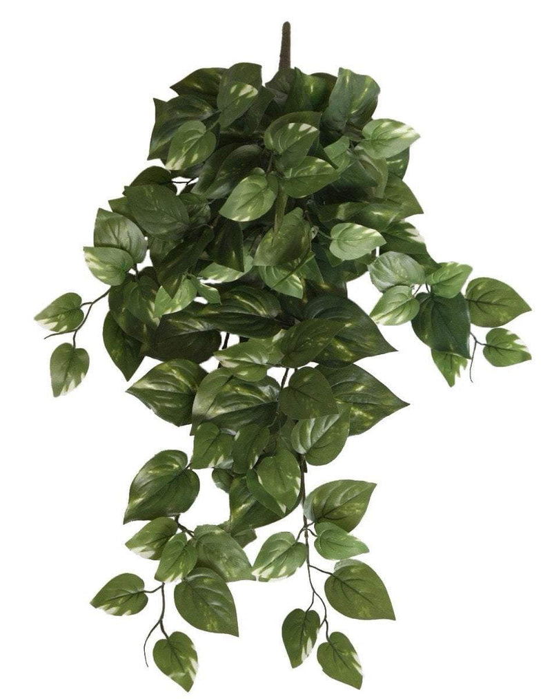 Philodendron Hanging Bush 73cm Payday Deals