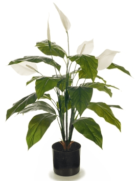 Flowering Spathiphyllum Lily 70cm (Peace Lily Plant)