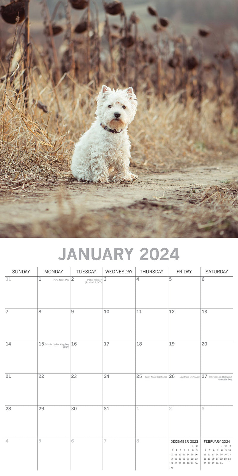 West Highland White Terriers 2024 Square Wall Calendar Pets Dog 16 Month Planner Payday Deals