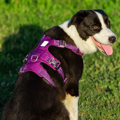 Whinhyepet Harness Purple 2XS Payday Deals