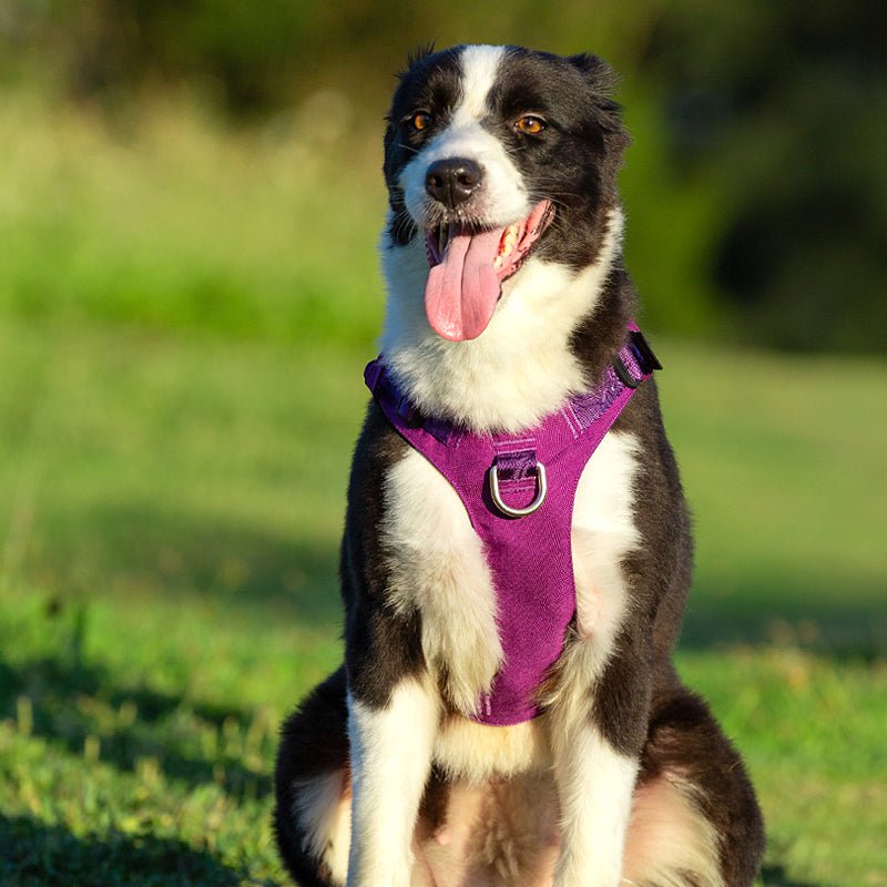 Whinhyepet Harness Purple M Payday Deals