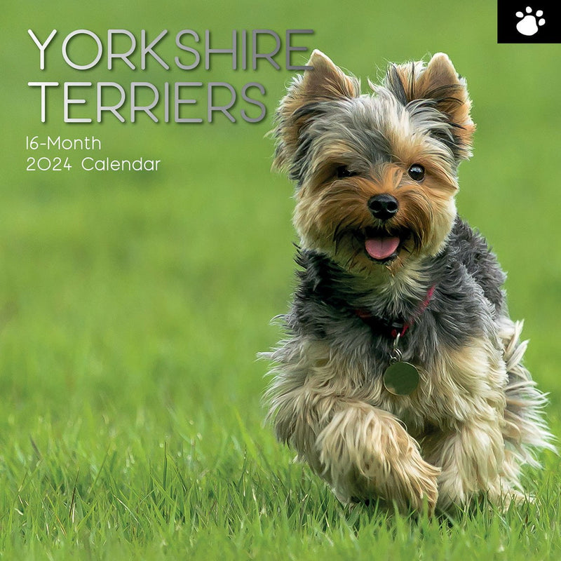 Yorkshire Terriers - 2024 Square Wall Calendar Pets Dog 16 Month Premium Planner Payday Deals