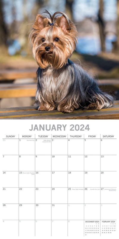 Yorkshire Terriers - 2024 Square Wall Calendar Pets Dog 16 Month Premium Planner Payday Deals