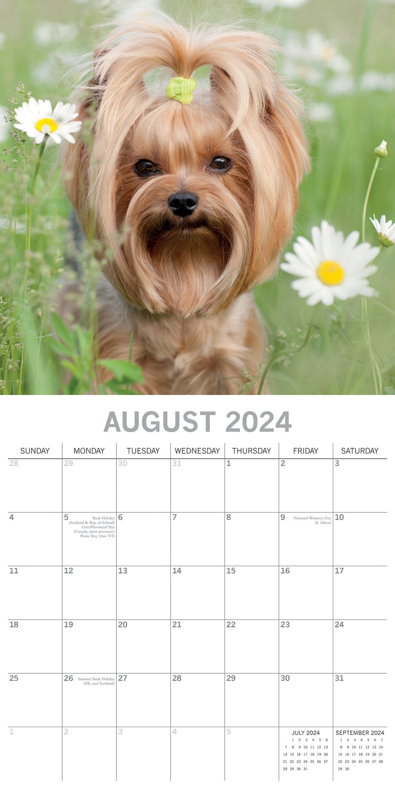 Yorkshire Terriers - 2024 Square Wall Calendar Pets Dog 16 Month Premium Planner Payday Deals